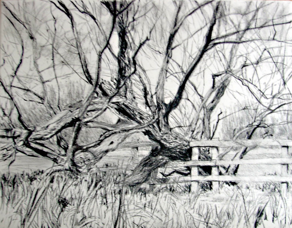 Willow and Fence. Framlingham, Suffolk.