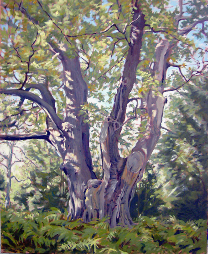 Coronation Oak