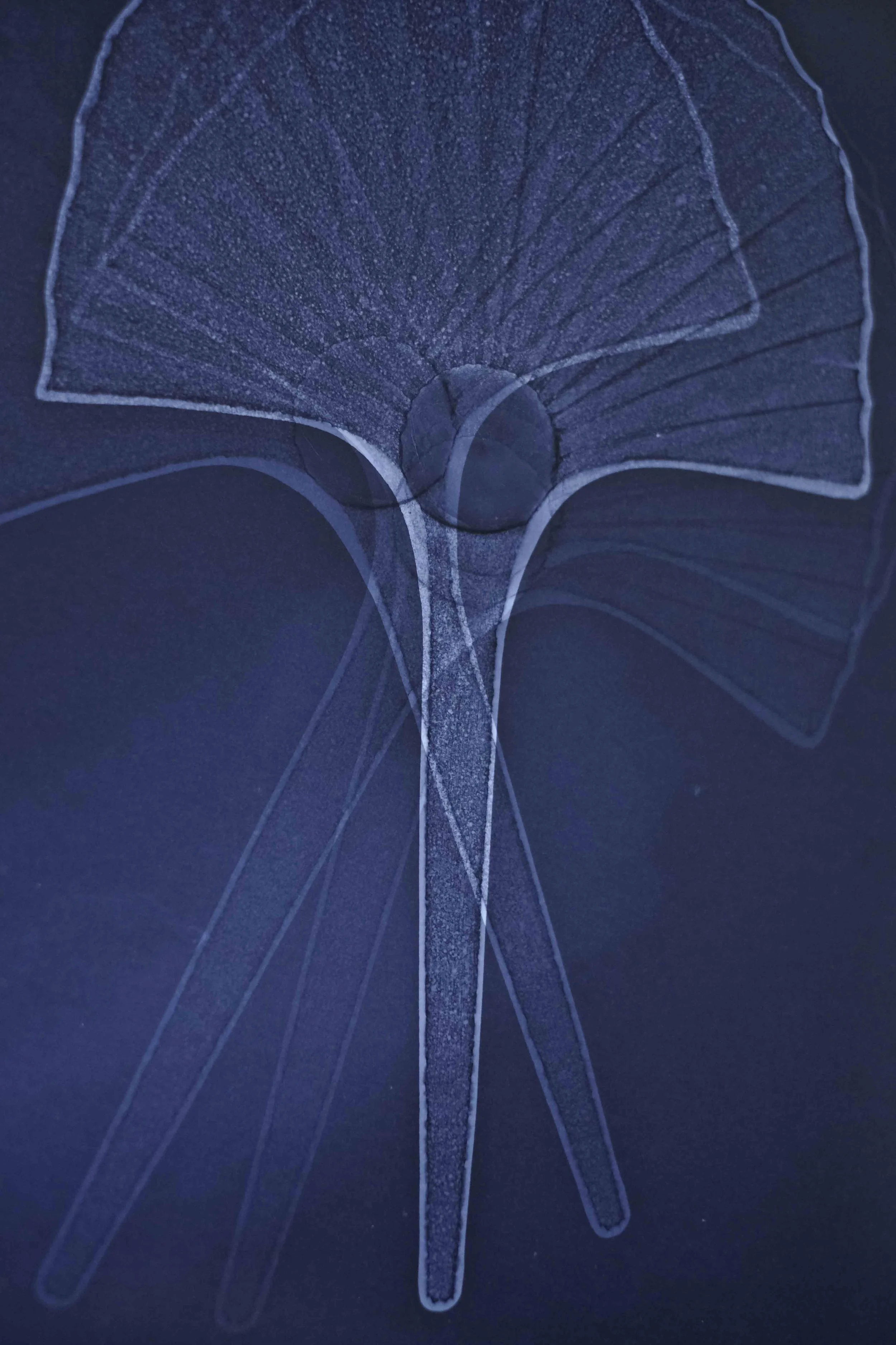 DSCF1735.jpg