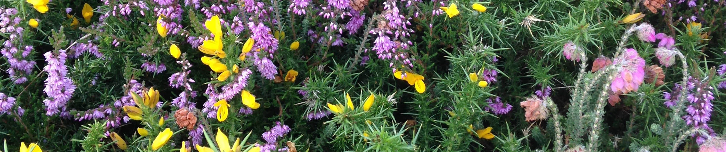 Marazion Photo Crop.jpg