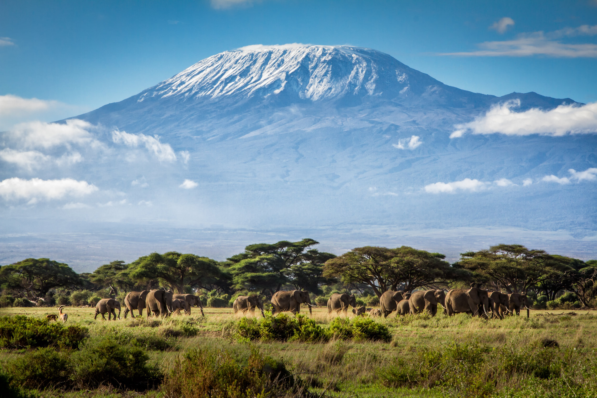 View of Mt. Kilimanjaro from Kenya with elephants in the foreground. © Ian Lenehan/500px