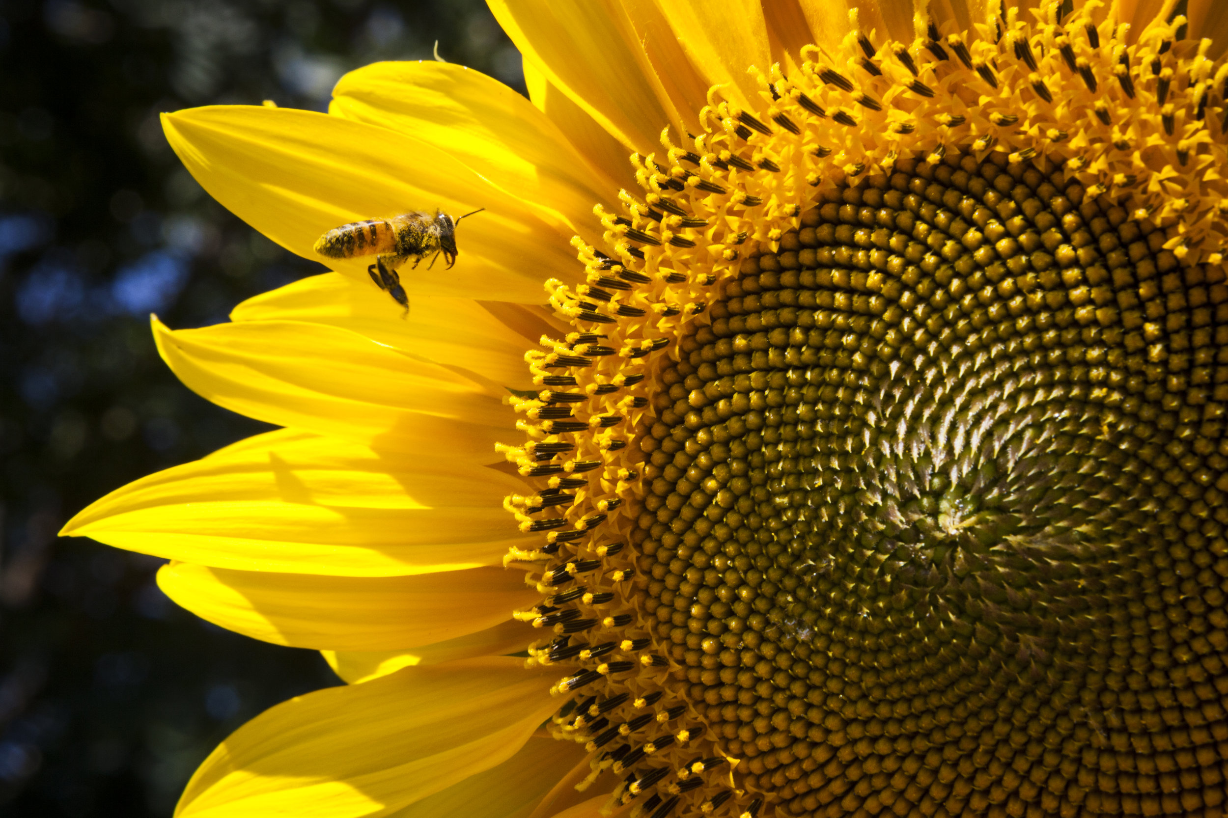 A sunflower in Tanzania. © Benjamin Drummond