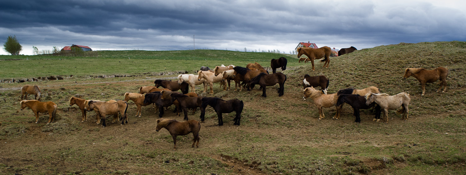 Groep IJslandse paarden in IJsland.