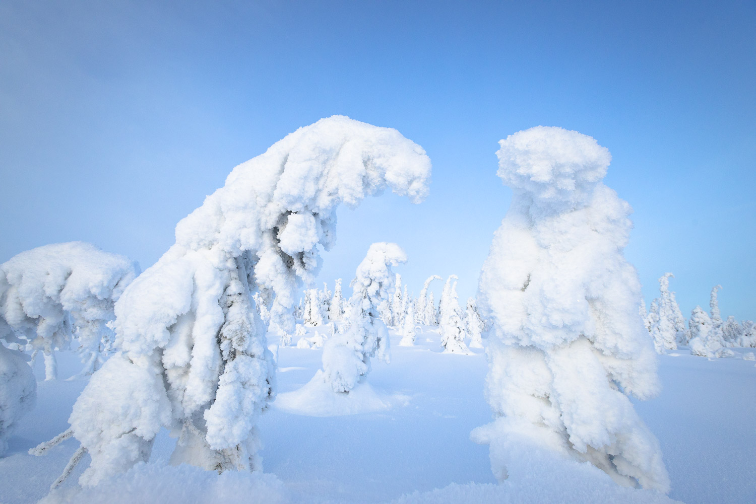 Besneeuwde bomen in Fins Lapland. Hier was het ongeveer -30.