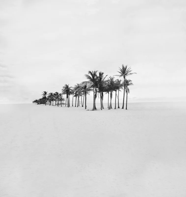 beachpalms1.JPG