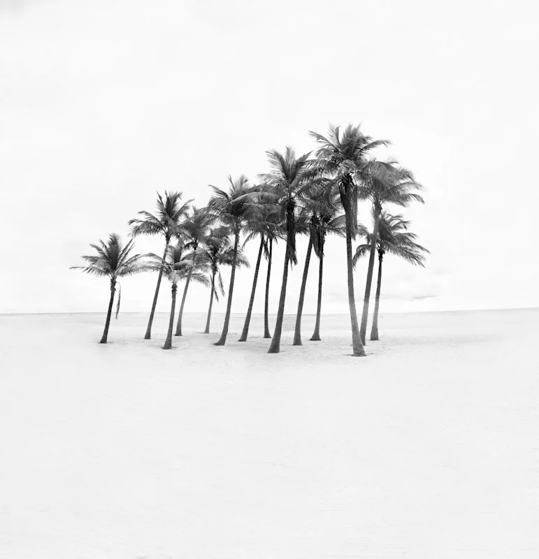 beachpalms2.JPG