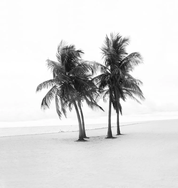 beachpalms11.JPG