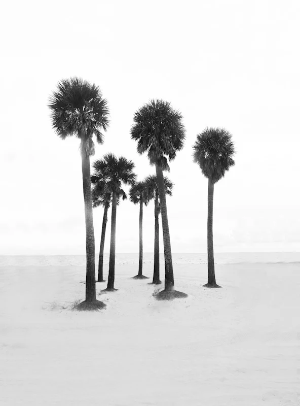 beachpalms12.JPG