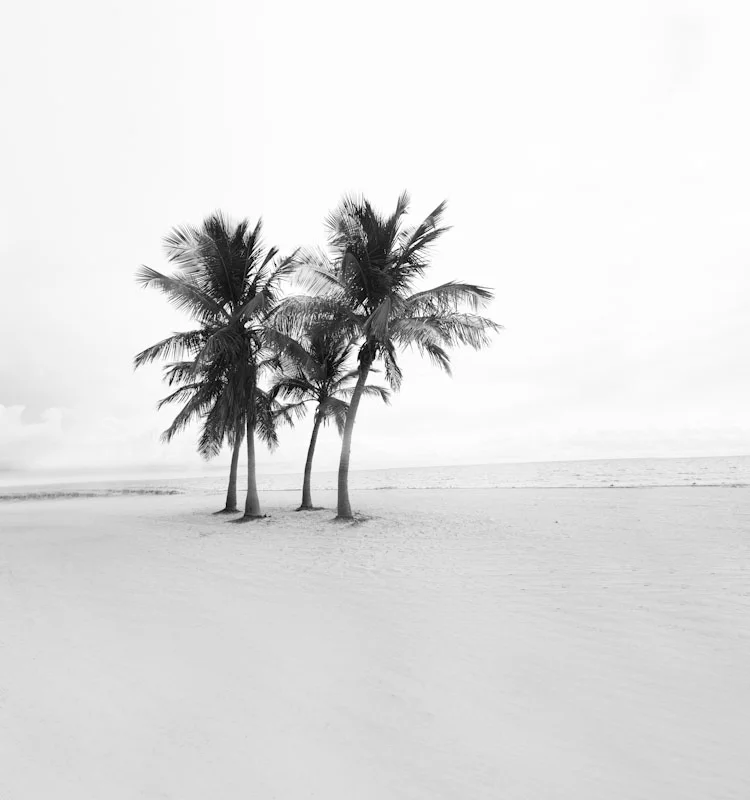 beachpalms10.JPG