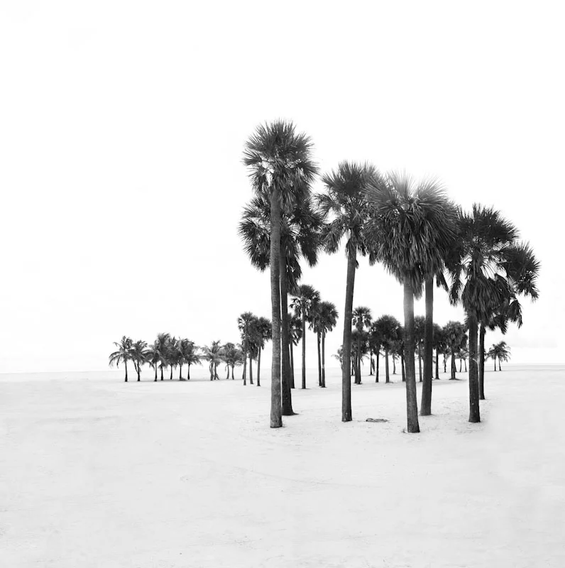 beachpalms19.JPG