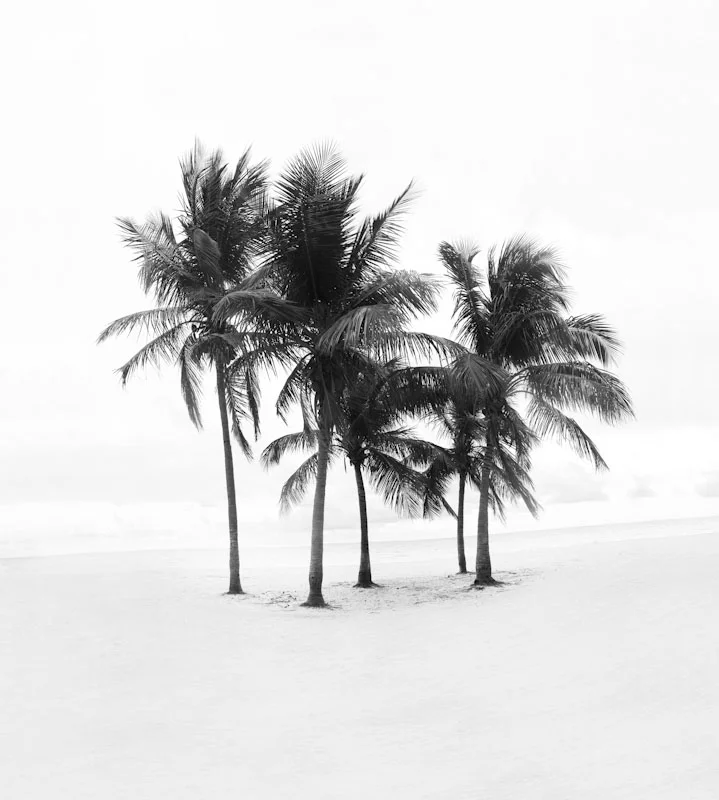 beachpalms17.JPG