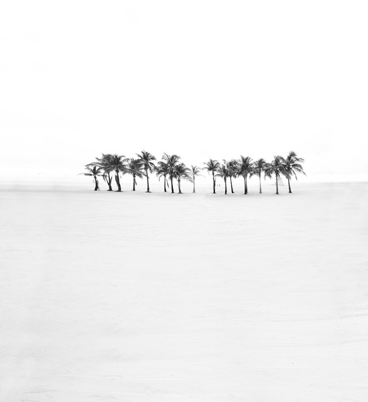beachpalms22.JPG