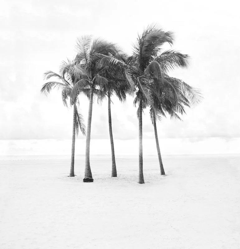 beachpalms20.JPG