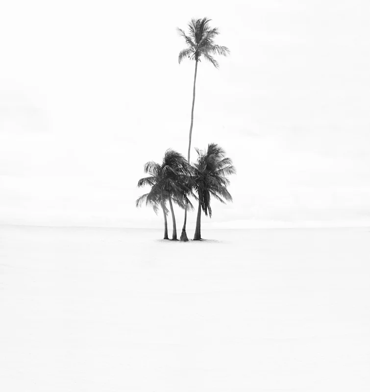beachpalms25.JPG
