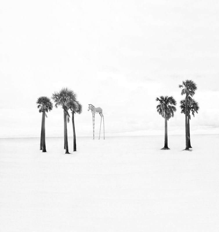 beachpalms24.JPG