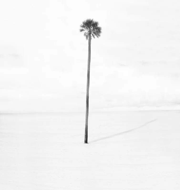 beachpalms27.JPG