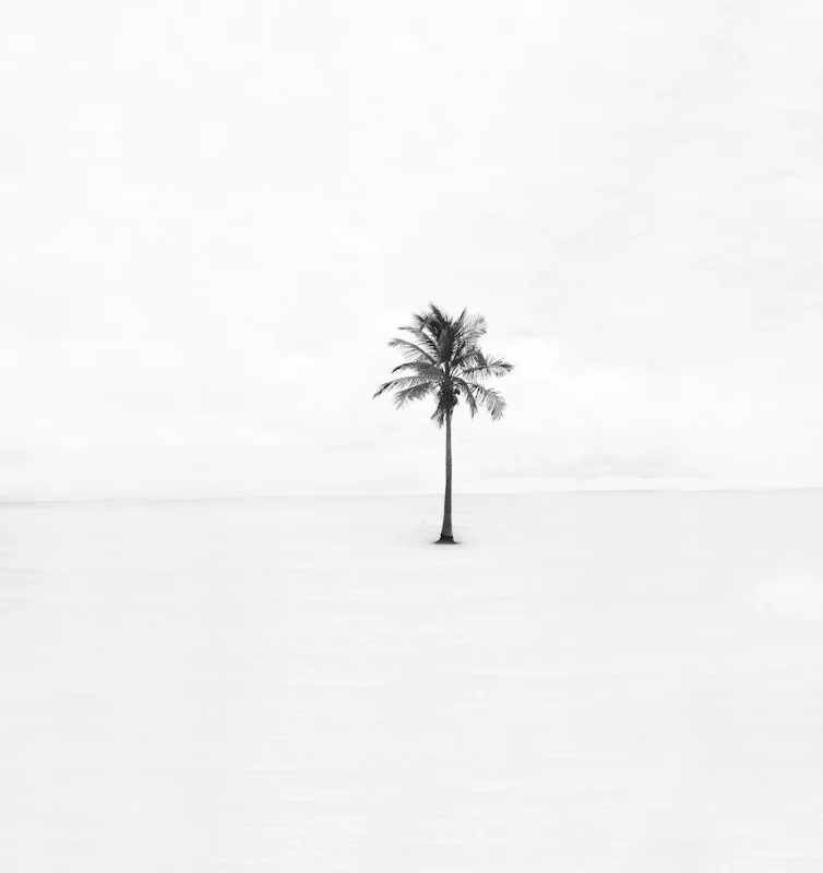 beachpalms28.JPG