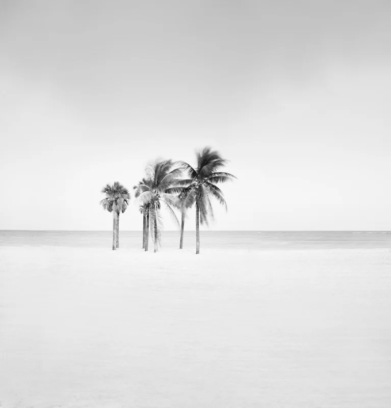 beachpalms31.JPG