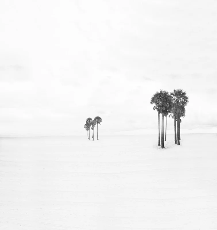 beachpalms23.JPG