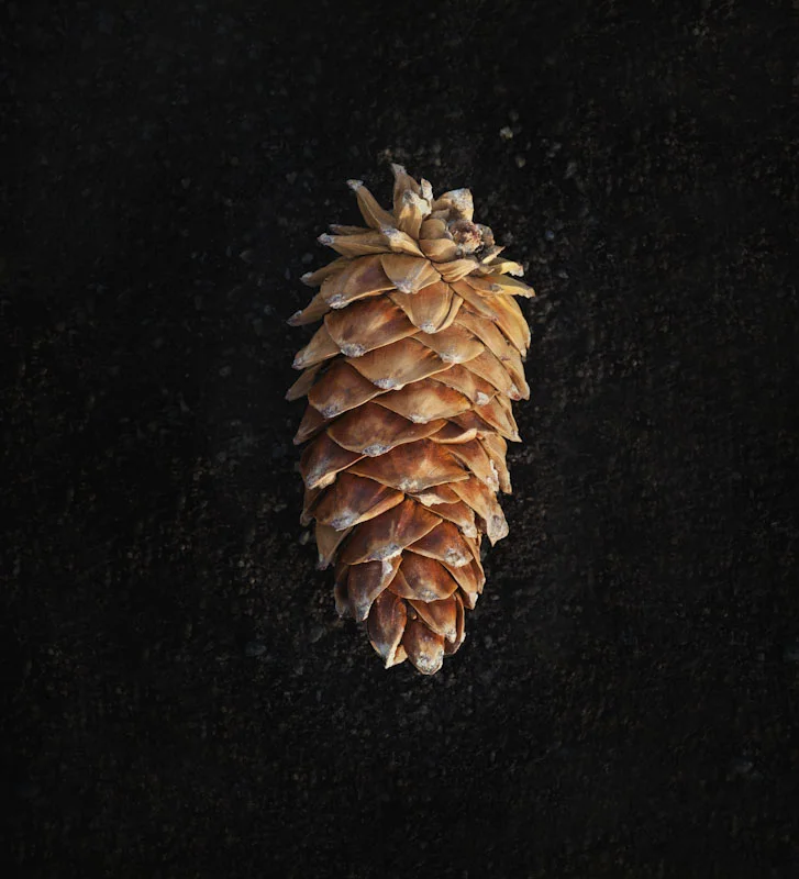 pinecone.JPG