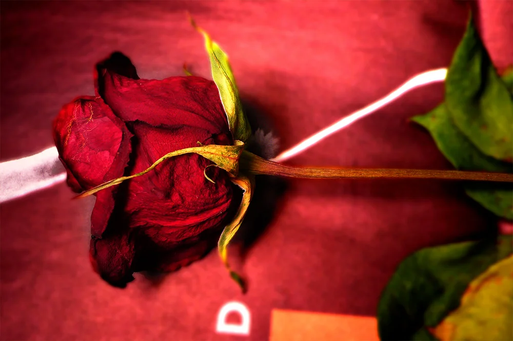 PropensityForRoses_005.jpg