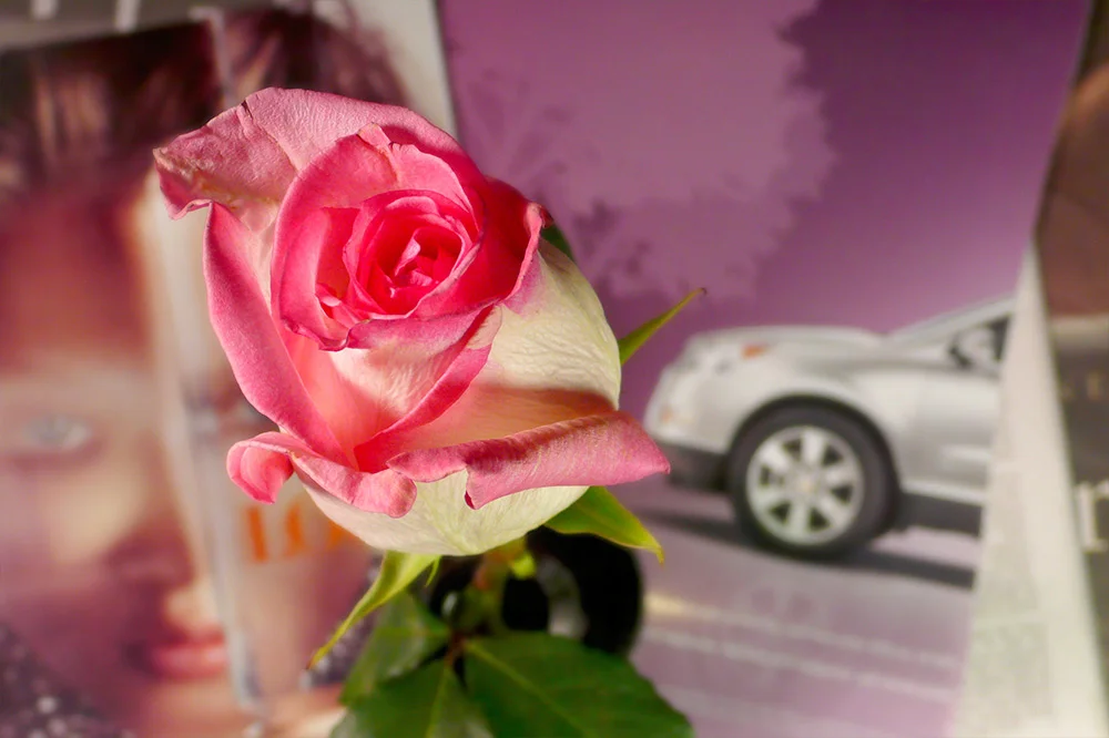 PropensityForRoses_003.jpg