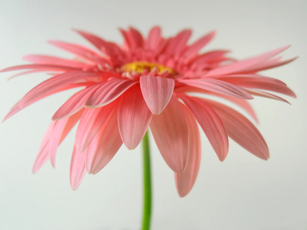 flower.jpg