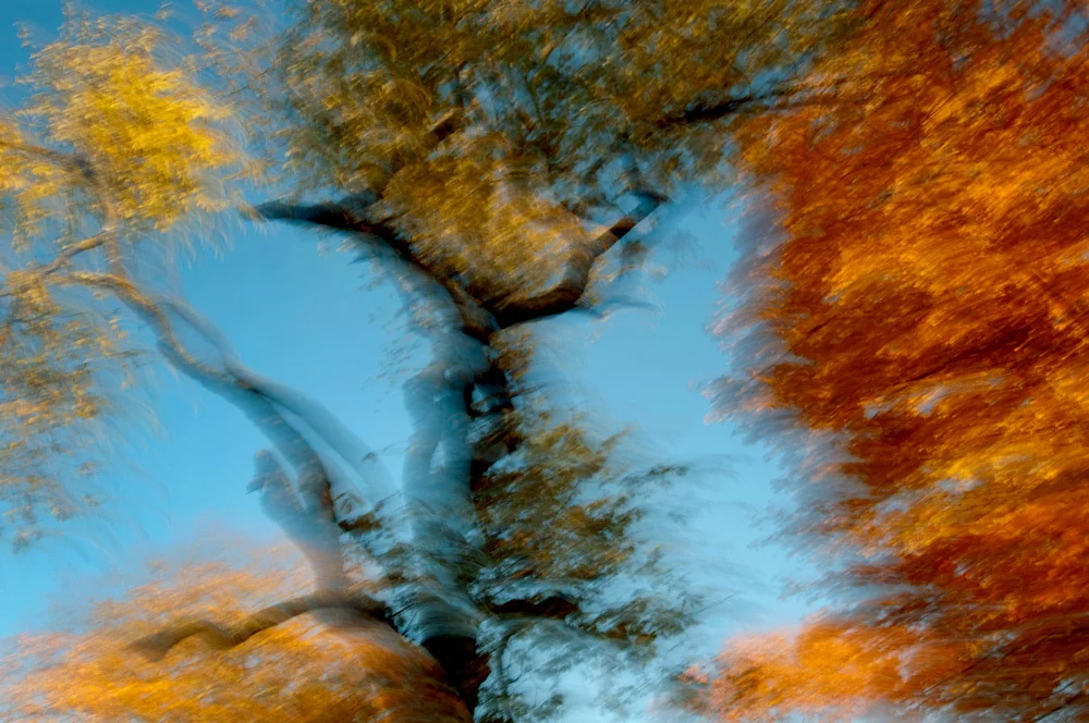 foliage_blur_06.jpg