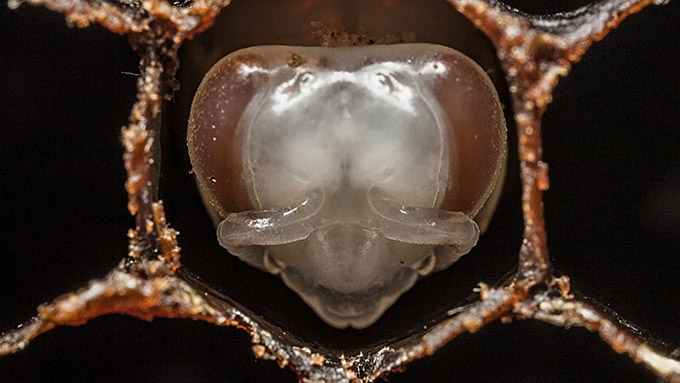 First-21-Days-Of-Bee--s-Life-In-60Second-Timelapse-2.jpg