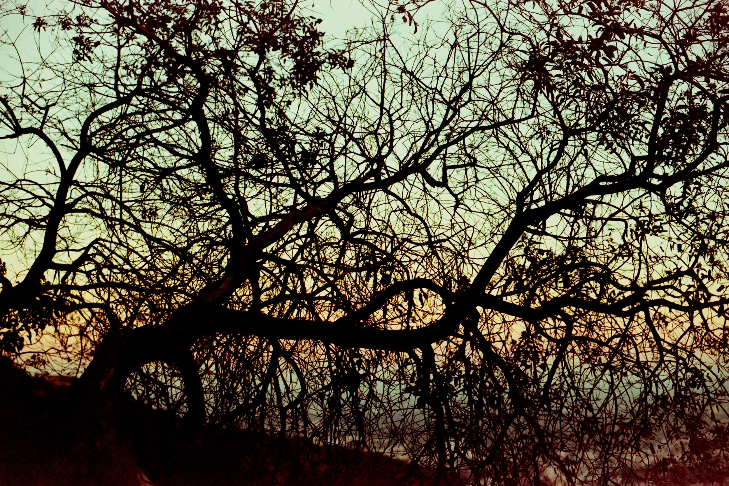 branch silouette2.jpg