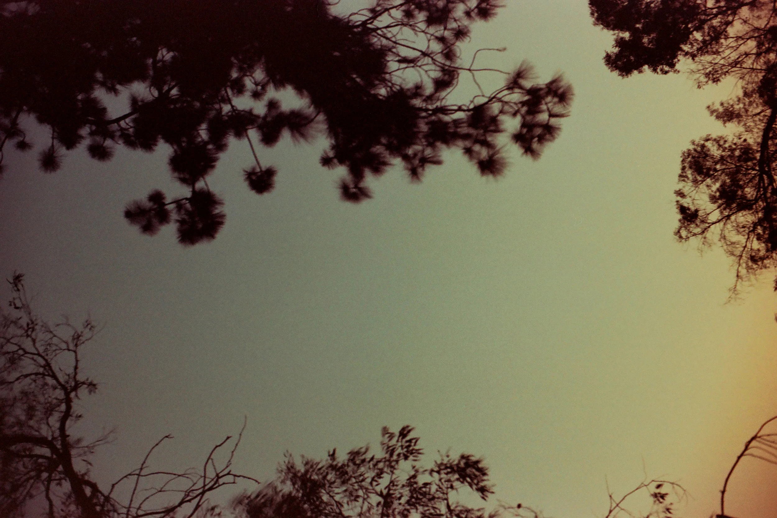 branch silouettes.jpg