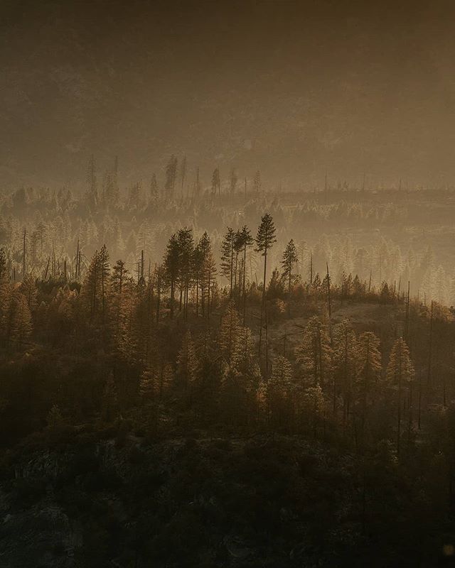 A few hours from Sunset, the Sun rays hit a few trees on a distant Mountain across the valley in Yosemite National Park.  The light was perfect and although it's a very minimal shot, it was one of my favourites from our recent trip to Northern Califo