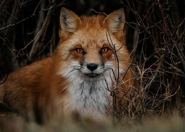 Grumpy Fox Portrait 🦊😤🇨🇦