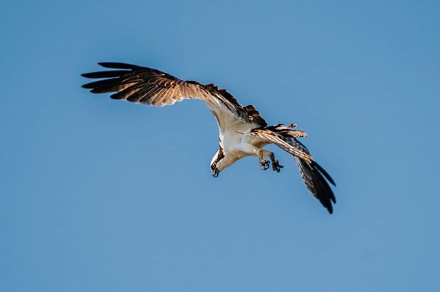 Osprey:  Going in for the kill 🎣