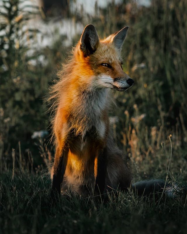 Red Fox at Sunset 🌲Tag a friend who loves foxes 🐺📷
&bull;
&bull;
&bull;
&bull;
&bull;
#foxesofinstagram #naturephoto #babyanimals #redfox #animallove #animal_captures #animals_in_world #animalelite #natgeowild_hd #natgeopix #wildlifeonearth #anima