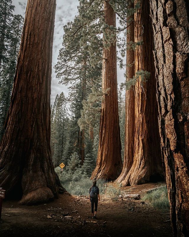 Amongst Giants at The Redwoods in Yosemite. 🌲
&bull;
&bull;
&bull;
&bull;
&bull;
#yosemite #moodygrams #travelphotography #goldenhour #justgoshoot #thevisualscollective #awesupply #vscocam #fullframe #theIMAGED #artofvisuals #exklusive_shot #agameof