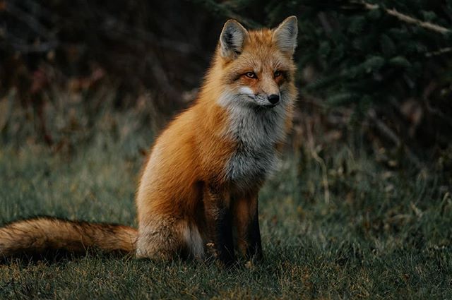 Fox Portrait 🦊
&bull;
&bull;
&bull;
&bull;
&bull;
#foxesofinstagram #naturephoto #babyanimals #redfox #animallove #animal_captures #animals_in_world #animalelite #natgeowild_hd #natgeopix #wildlifeonearth #animal_sultans #animalportrait #fox #wildli