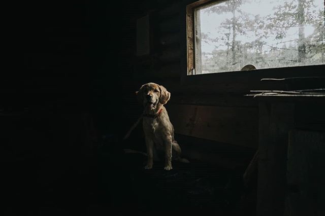 Rikku - Our puppy, posing at the Cabin. 🐶🌲
&bull;
&bull;
&bull;
&bull;
&bull;
#goldenretriever #naturephoto #babyanimals #puppy #animallove #animal_captures #animals_in_world #animalelite #natgeowild_hd #natgeopix #wildlifeonearth #animal_sultans #