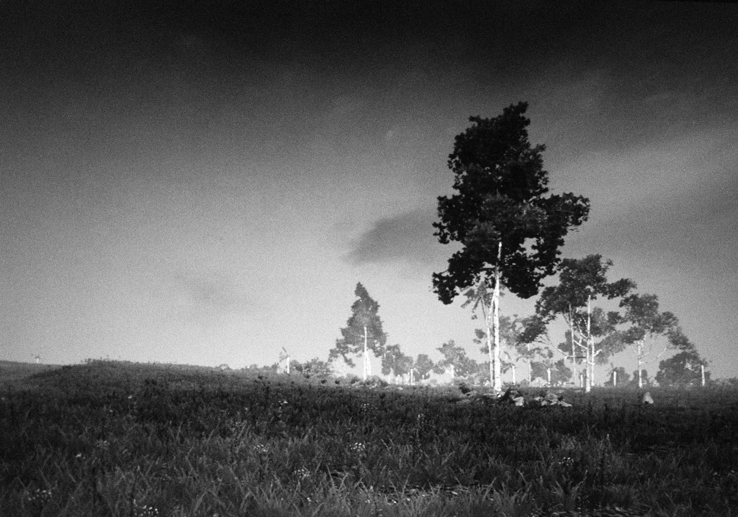 Landscape 1, with tall trees