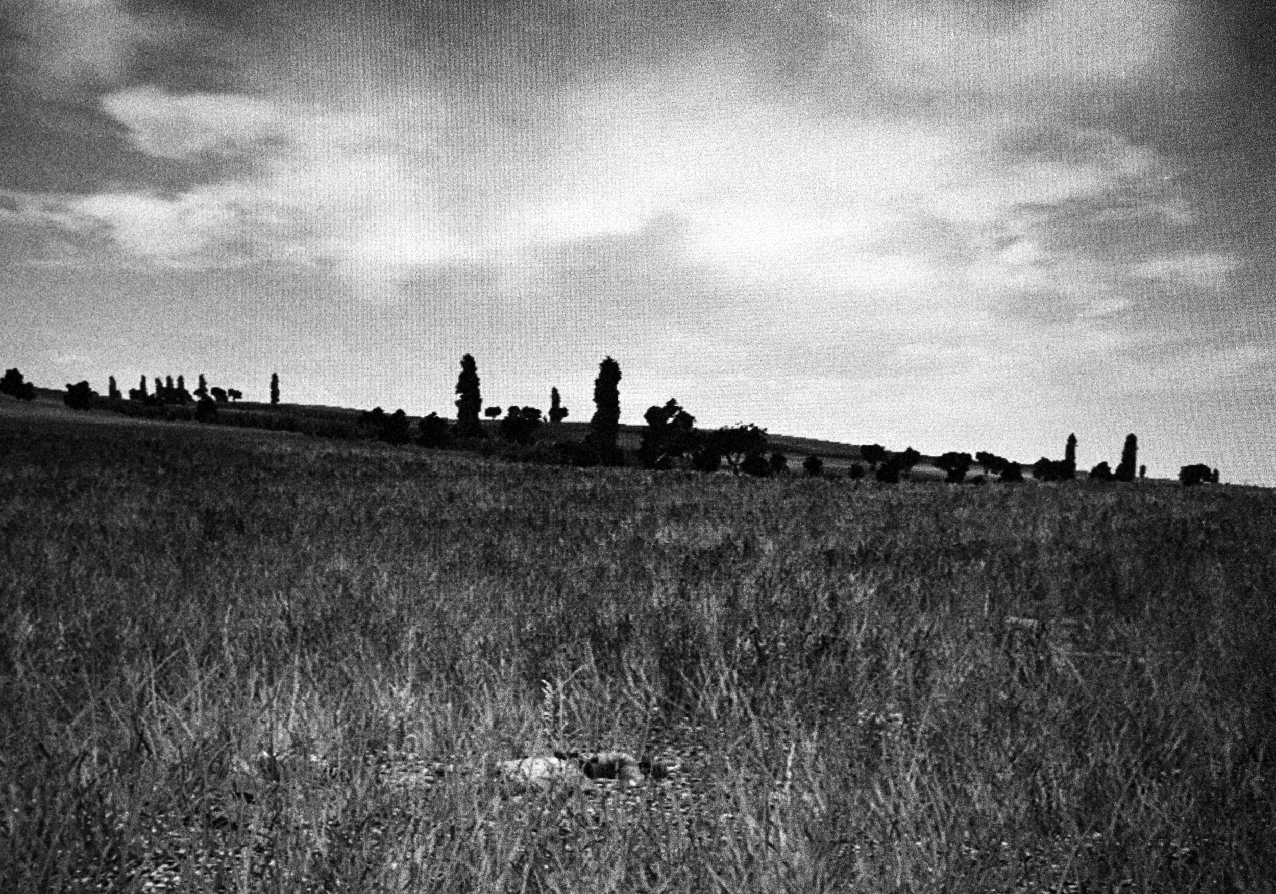 Landscape 6, with a body in tall grass