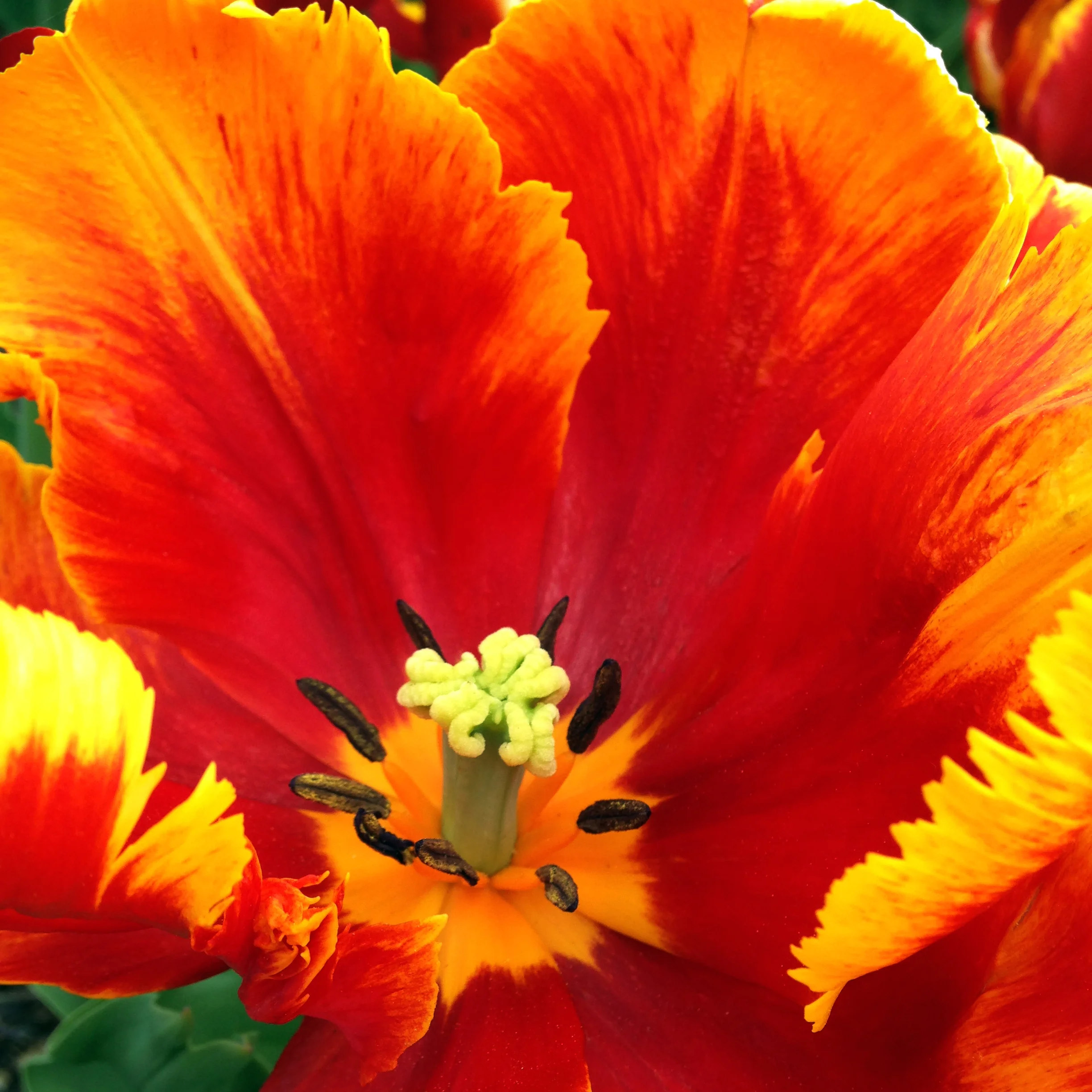 The single flower is much more interesting that the whole garden.