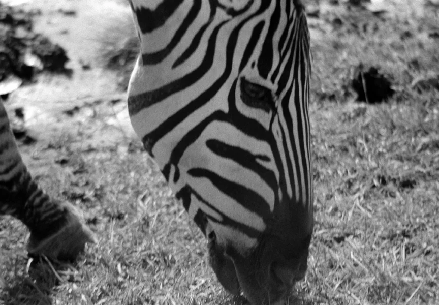Zebra.jpg