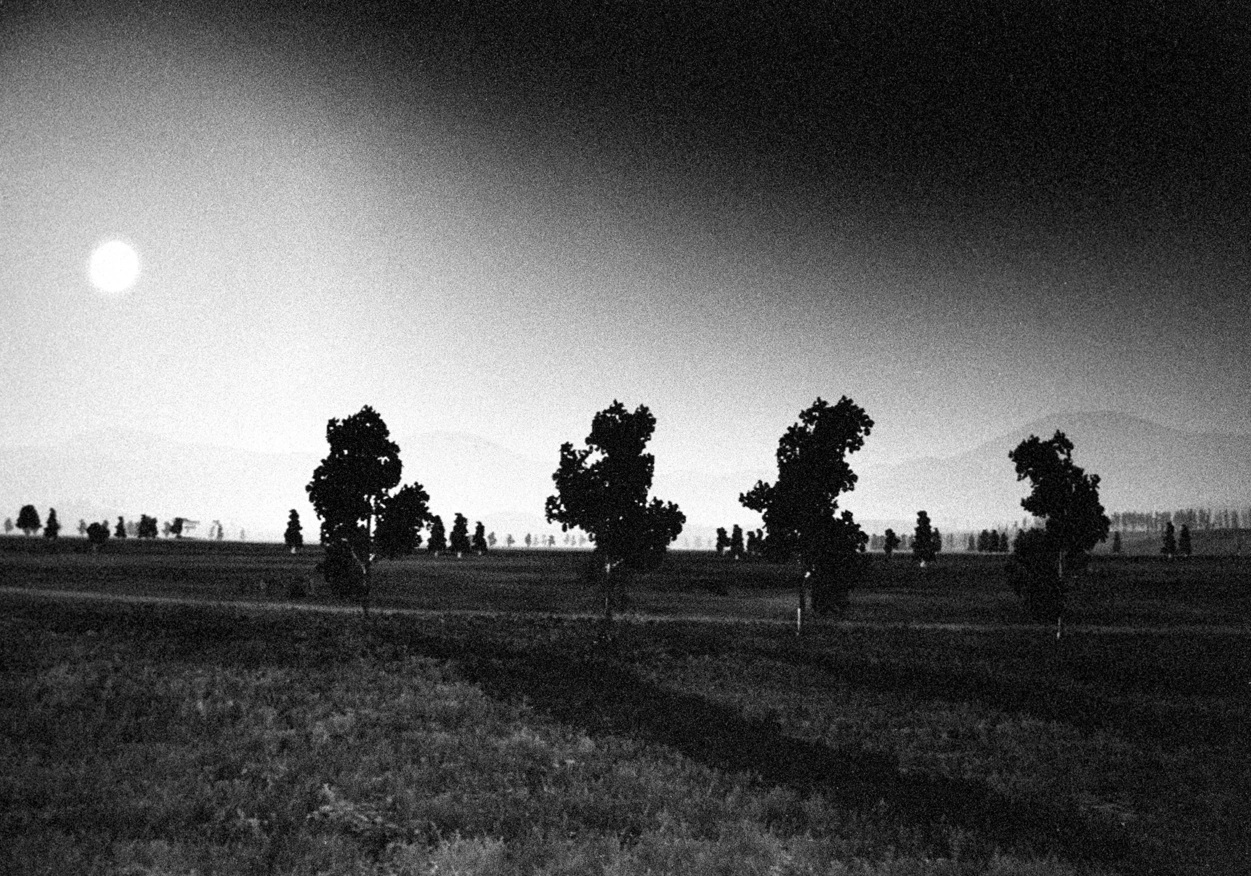 Landscape 4, with sun and four trees