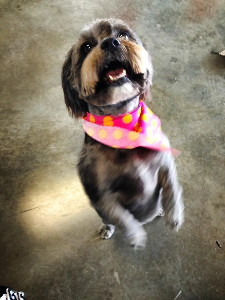 bella.jpg