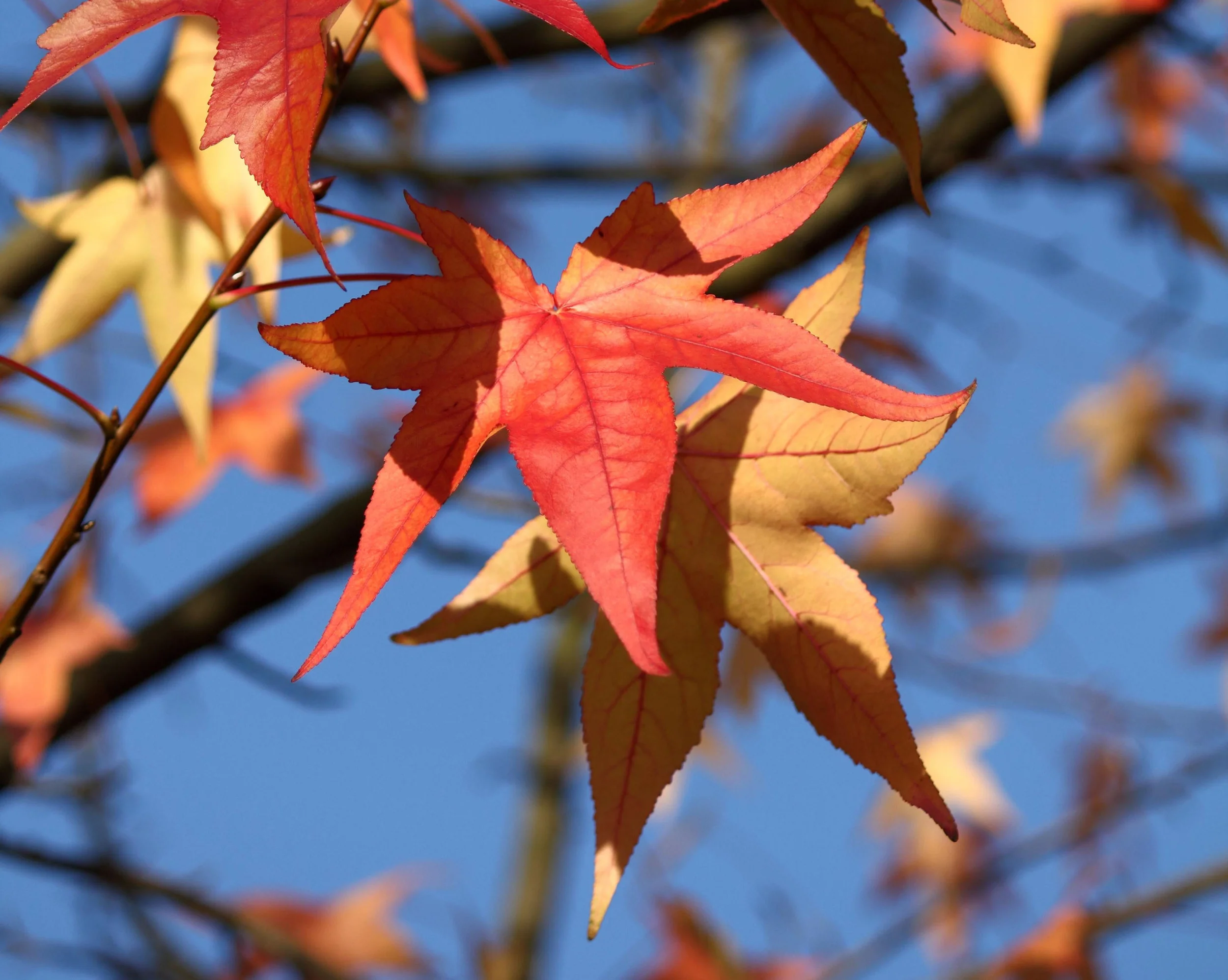 Nice close up of leaves - reduced size.jpg