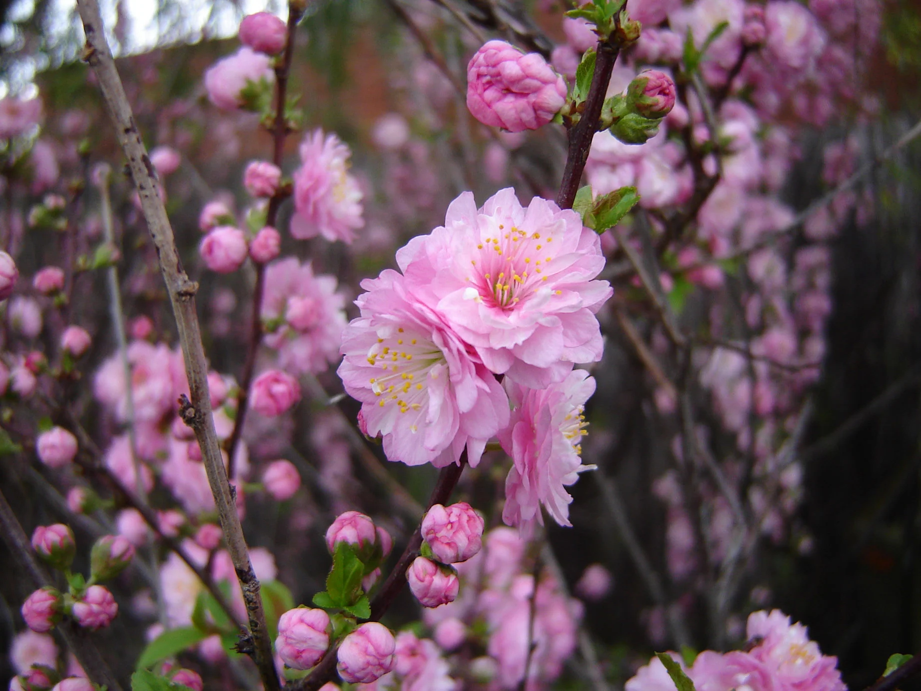 Blossoms resized.jpg