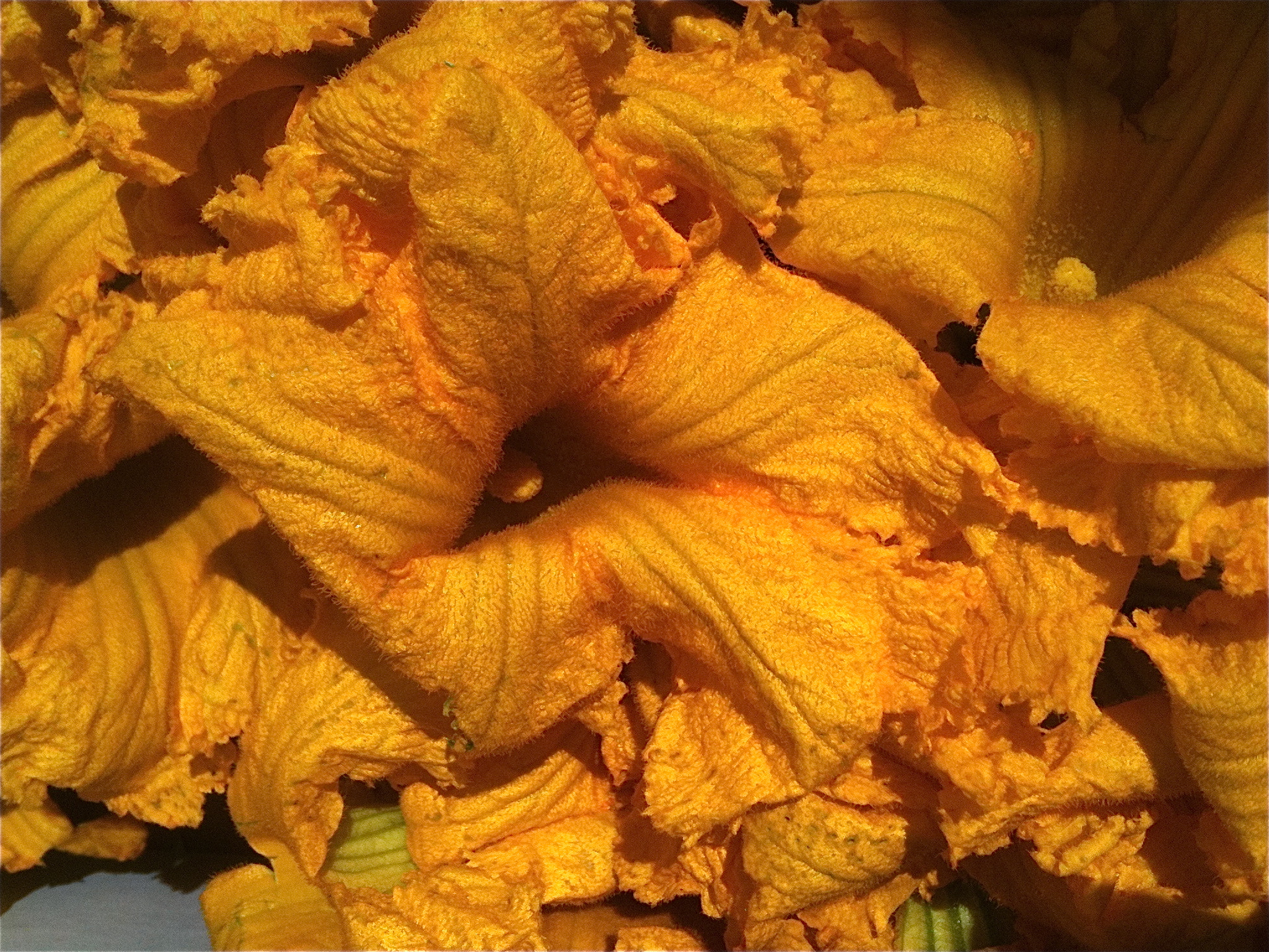 The most colorful and vibrant squash blossoms...