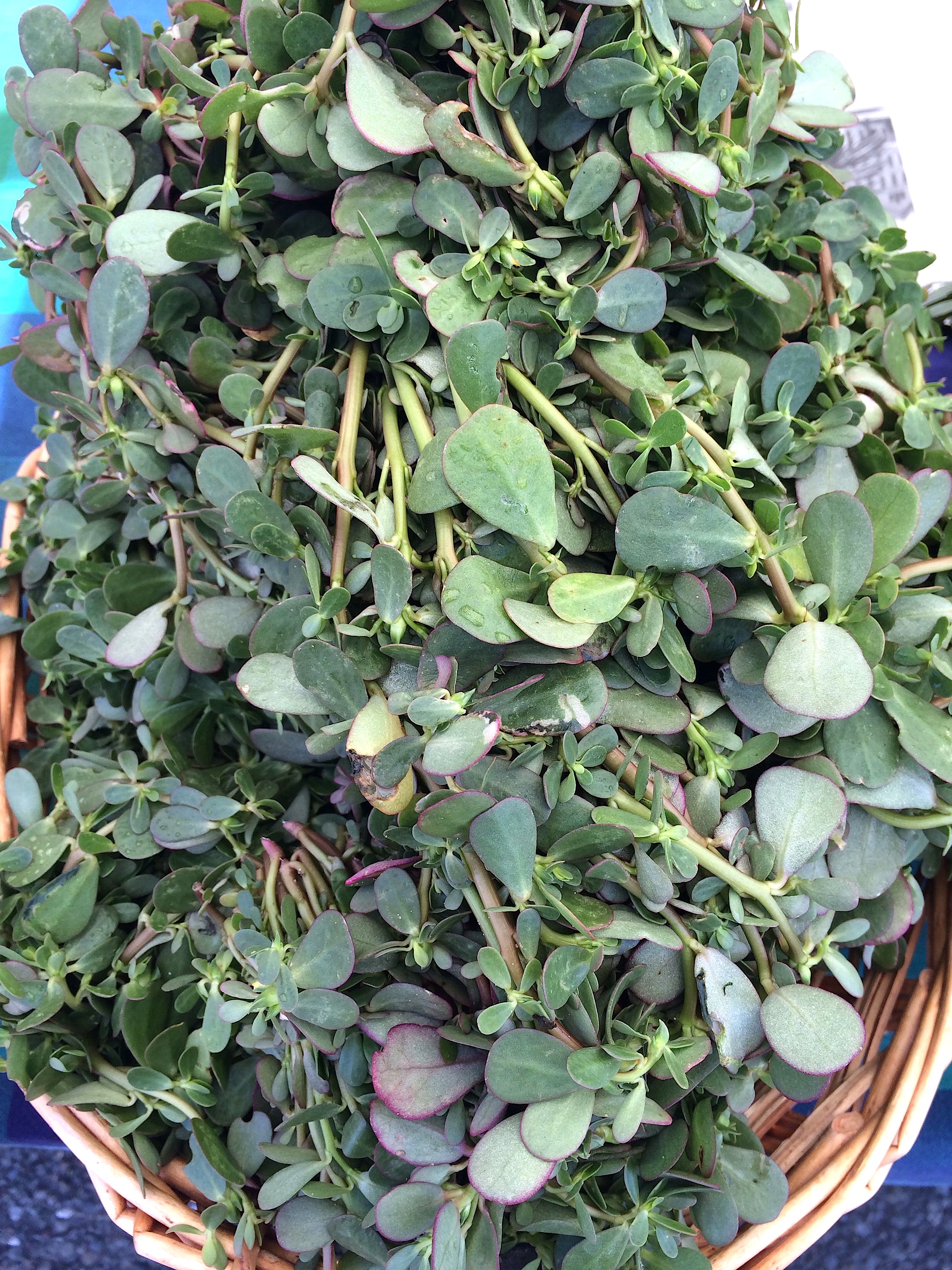 Purslane
