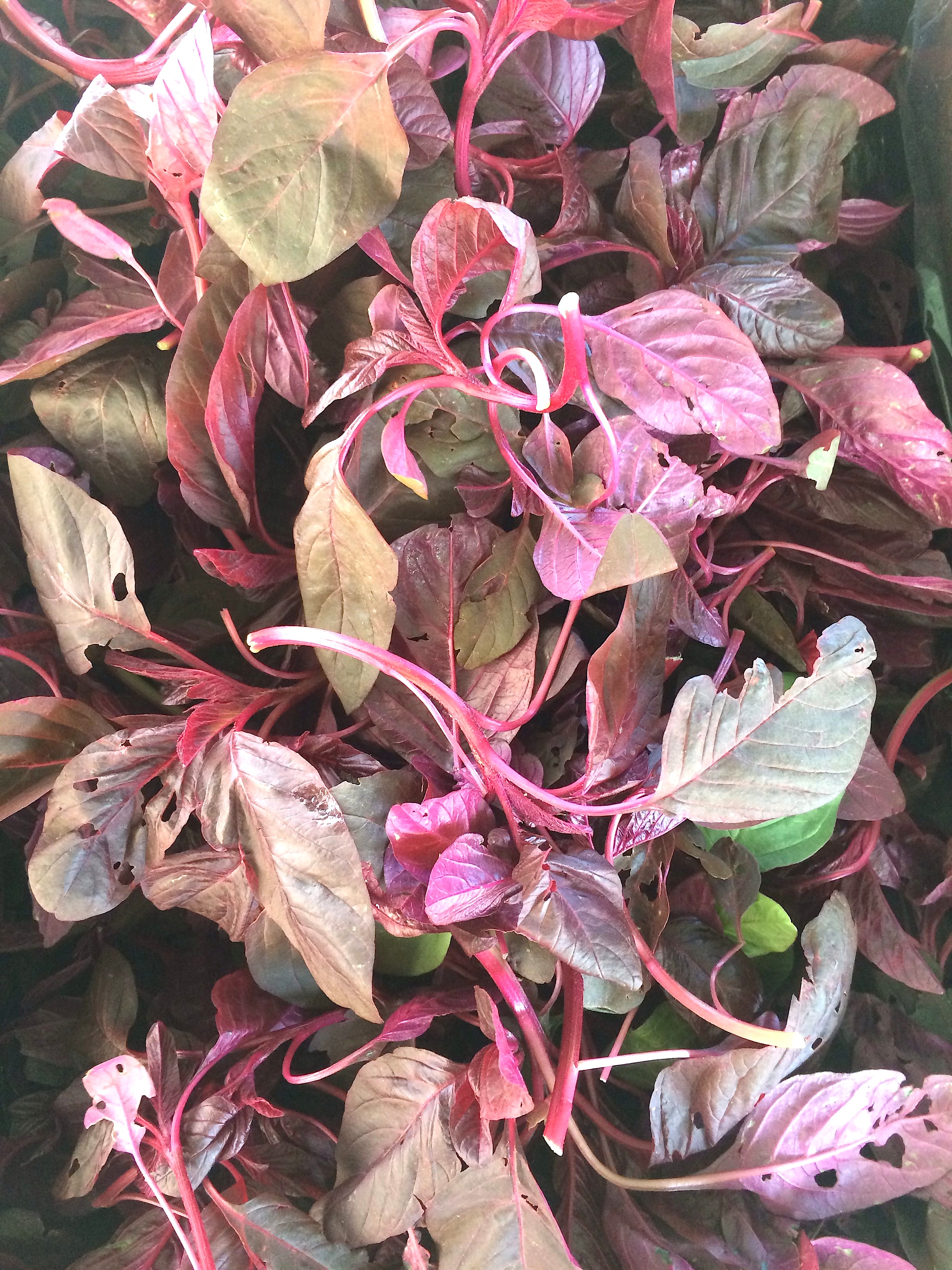 Red Amaranth