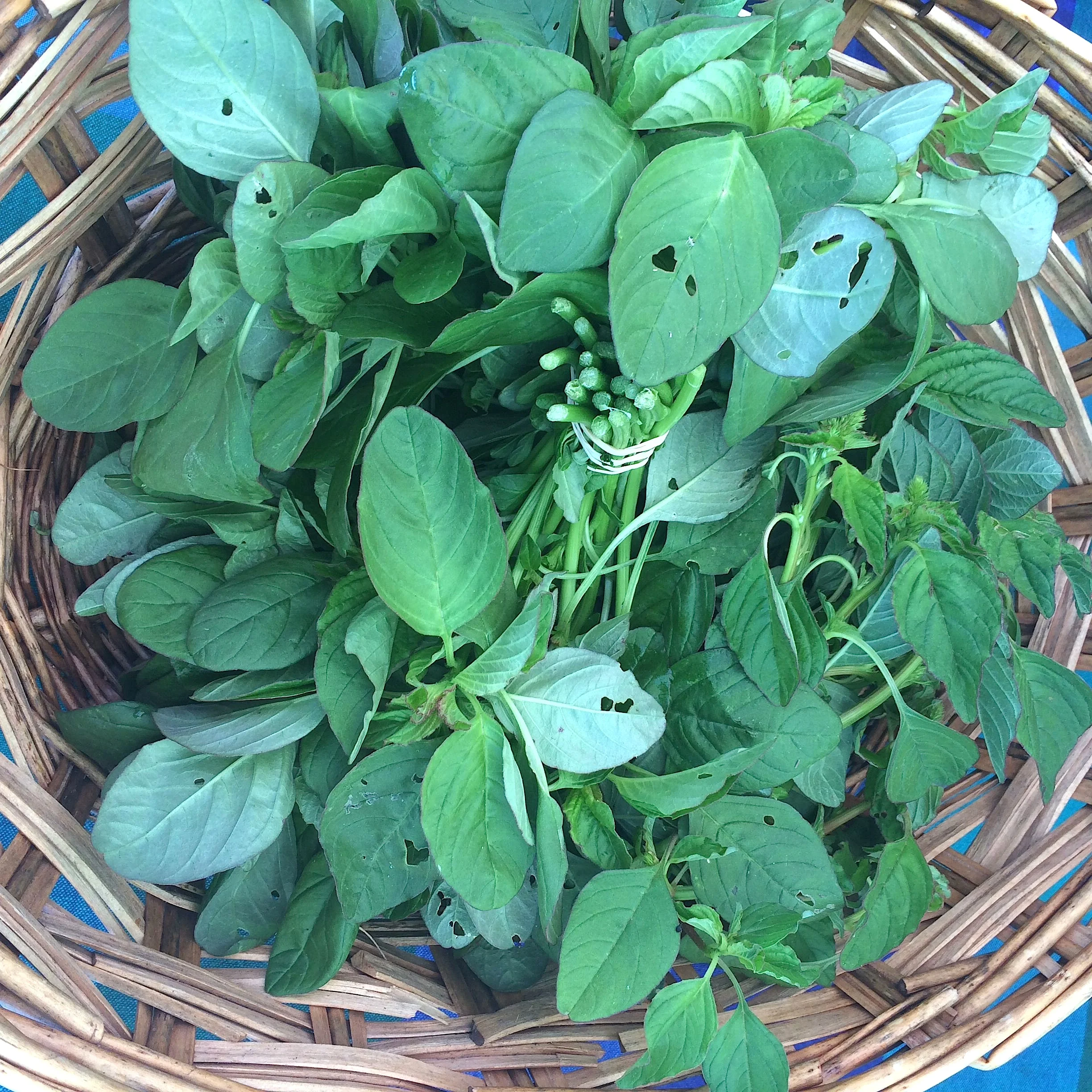 Green Amaranth